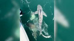 Deep sea fishing outing interrupted by shark feeding frenzy | CNN