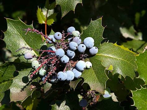 Free picture: berriy, berries, holly, plants, leaves, leaf