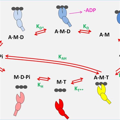 A minimal ATPase cycle for the myosin (7-step) actin.myosin (9-step)... | Download Scientific ...