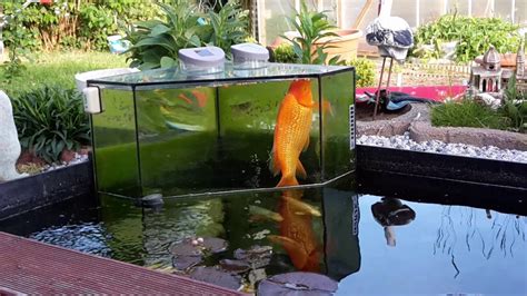 Koi im Aquarium - YouTube