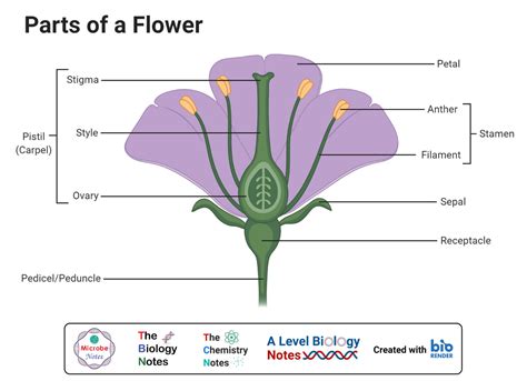 Monocot vs. Dicot Flower: Structure, 6 Differences, Examples