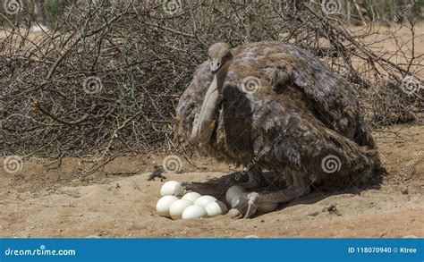 163 South Africa Ostrich Eggs Stock Photos - Free & Royalty-Free Stock ...