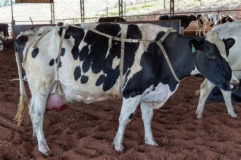 Brazil: Unique udder support method in the spotlight - Dairy Global