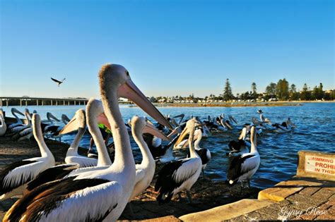 Pelican Feeding at The Entrance - Central Coast