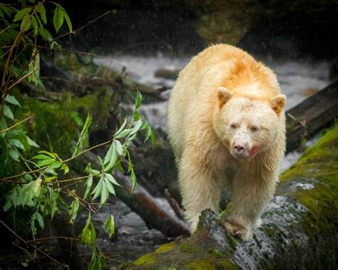 11 amazing facts about Canada’s bear species | Canadian Geographic