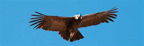 Andean Condor - Animal Facts and Information