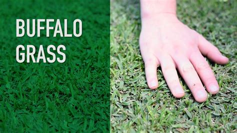 How To Care For New Buffalo Lawn - CETDUS