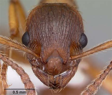 European imported fire ant | Myrmica rubra | Insect