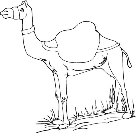 Free Printable Camel Coloring Pages For Kids