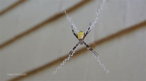 Happy Face spider Hawaii by Naomi McQuade Spider Dance, Macro Photos ...