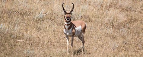 Pronghorn Hunting | North Dakota Game and Fish