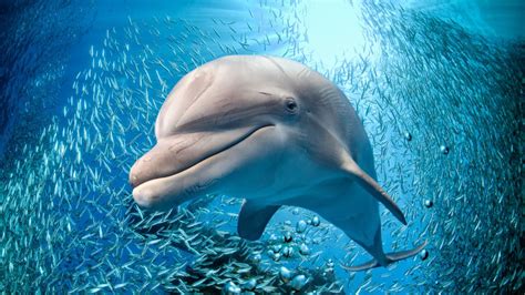 25 million years ago, dolphins were super predators ruling the oceans