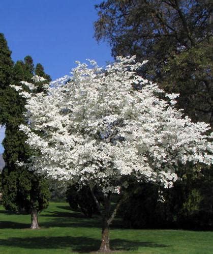 Cornus florida: White Flowering Dogwood | College of Agriculture, Forestry and Life Sciences ...