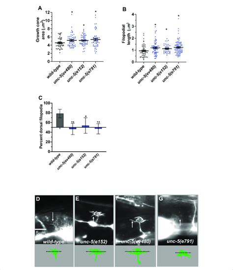 VD growth cone morphology in unc-5 mutants. At least 50 growth cones... | Download Scientific ...