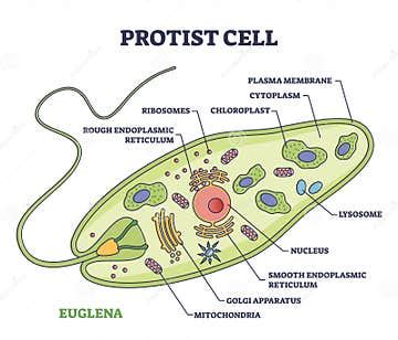 Protist Cell Anatomy with Euglena Microorganism Structure Outline Diagram Stock Vector ...