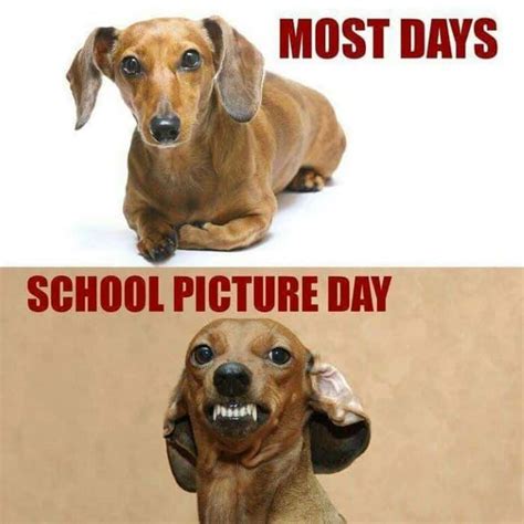 24 Dachshund Memes That Will Totally Make Your Day - SayingImages.com