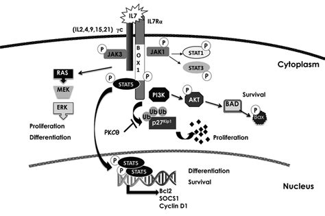 Interleukin 7 receptor signaling pathway. Binding of interleukin 7 ...