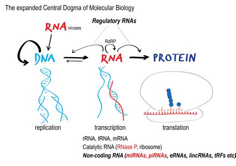 The return of the revenge of “COVID-19 mRNA vaccines permanently alter ...