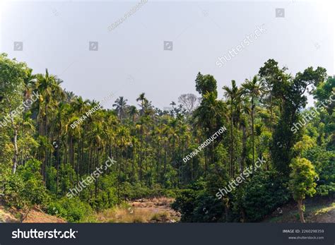 Betel Nut Plantation Betel Nut Plantation Stock Photo 2260298359 | Shutterstock