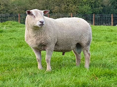 1 Pedigree Charollais Breeding Ram | SellMyLivestock - The Online ...