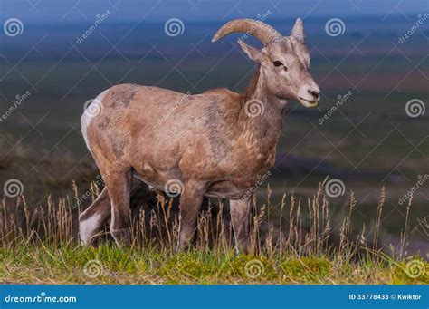 Badlands Bighorn Sheep Male Stock Image - Image of north, park: 33778433