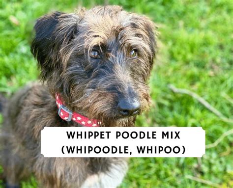 Whippet Poodle Mix (Whipoodle, Whipoo)