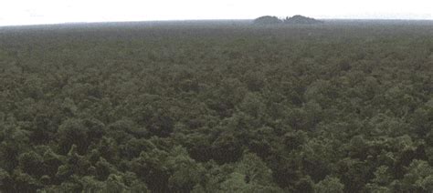 deforestation | Tag | PrimoGIF