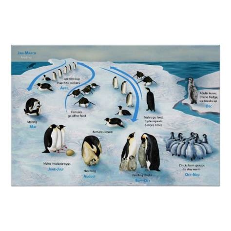 Penguin Life Cycle Facts