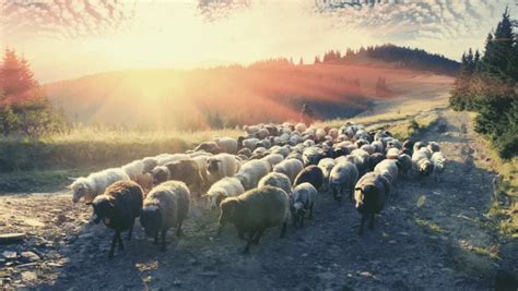 How To Let God Be Your Shepherd - Joy In His Grace