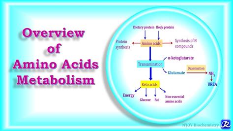 2: Overview of Amino Acids Metabolism | Amino Acid Metabolism | Biochemistry |N'JOY Biochemistry ...