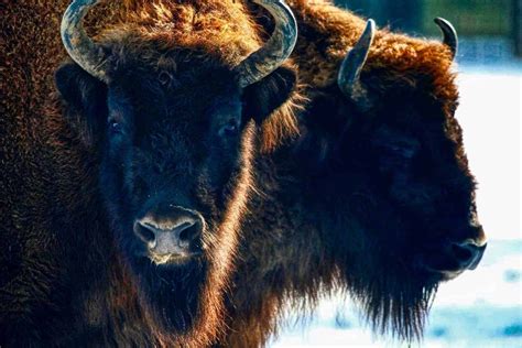 European bison recovering, thanks to continued conservation efforts ...