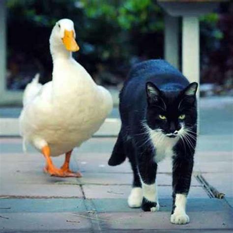 Cat and Duck Best Friends, Become Celebrities at University - Love Meow