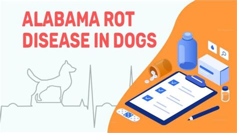 Alabama Rot In Dogs: Symptoms And Treatments - Petmoo