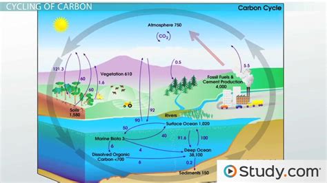 Carbon & Nitrogen Cycle | Overview, Steps & Comparison - Video & Lesson ...