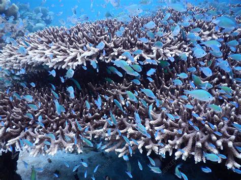 Blue Damselfish in coral - Stock Image - F031/8386 - Science Photo Library