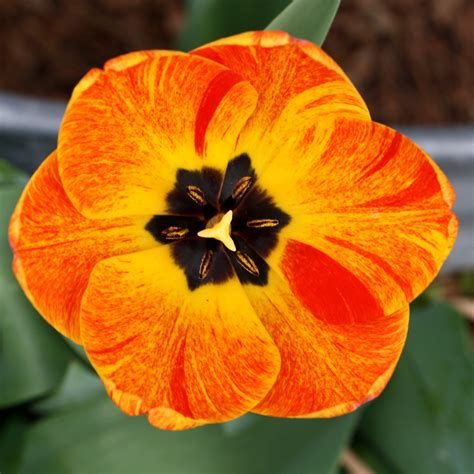 Orange Flame Tulip Flower Close Up – Photos Public Domain