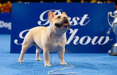 The 2022 National Dog Show winner is Winston the French bulldog : NPR