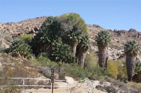 Day Trip #2: Cottonwood Springs in Joshua Tree National Park ...