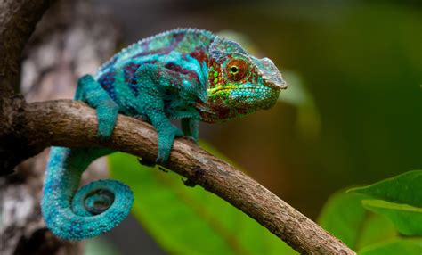 Scientists Rediscover Madagascar Chameleon Last Seen 100 Years Ago