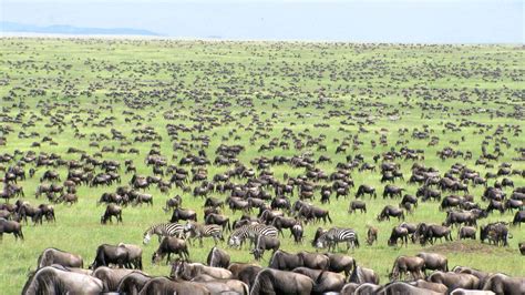 The wildebeest migration in 2022 | Wildebeest Migration Safaris | Tanzania