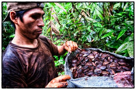 Harvesting both Brazil nuts and timber - CIFOR's 2018 Annual Report