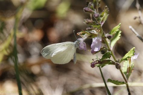 Wood White butterfly photo WP35912