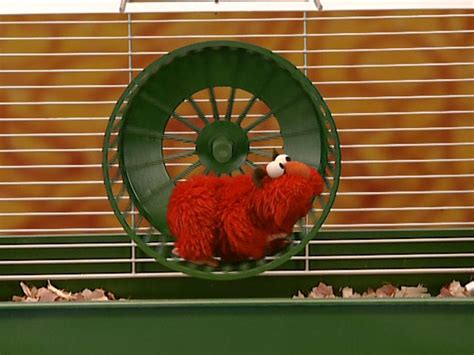 Elmo's World: Pets - Muppet Wiki