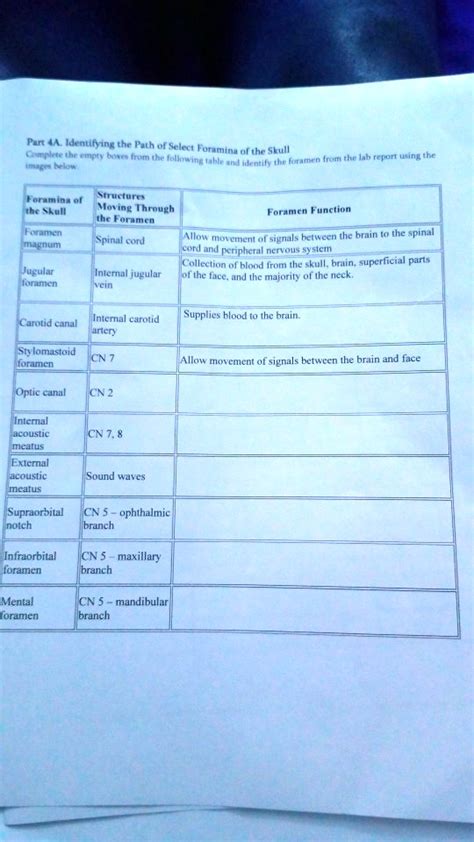 SOLVED: Foramina of Structures in the Skull Moving Through the Foramina Foramen magnum Spinal ...