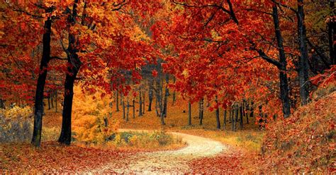 Chinar tree beauty the Most famous and loving tree in Central Asia