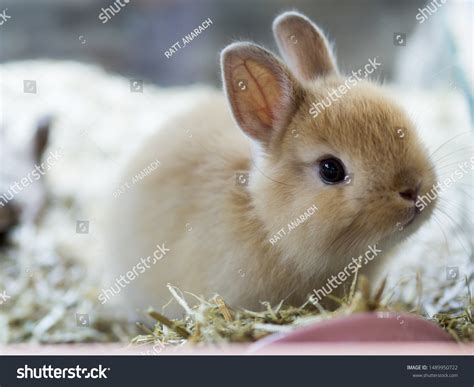 249 Dutch Dwarf Rabbit Images, Stock Photos & Vectors | Shutterstock