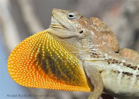 Meet the Animals That Live the Island Life in Aruba | Visit Aruba Blog