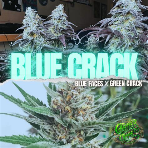 BLUE CRACK STRAIN // Green Crack x Blue Faces - Cartier Crops