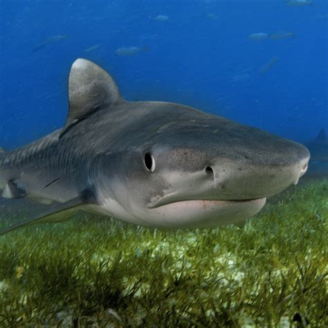 Tiger Shark | National Geographic