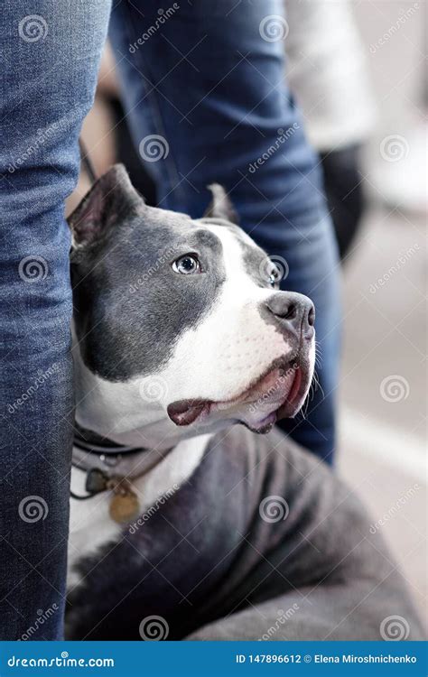 Blue Staffordshire Bull Terrier Cropped Ears